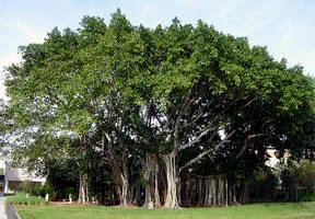 Banyan Tree