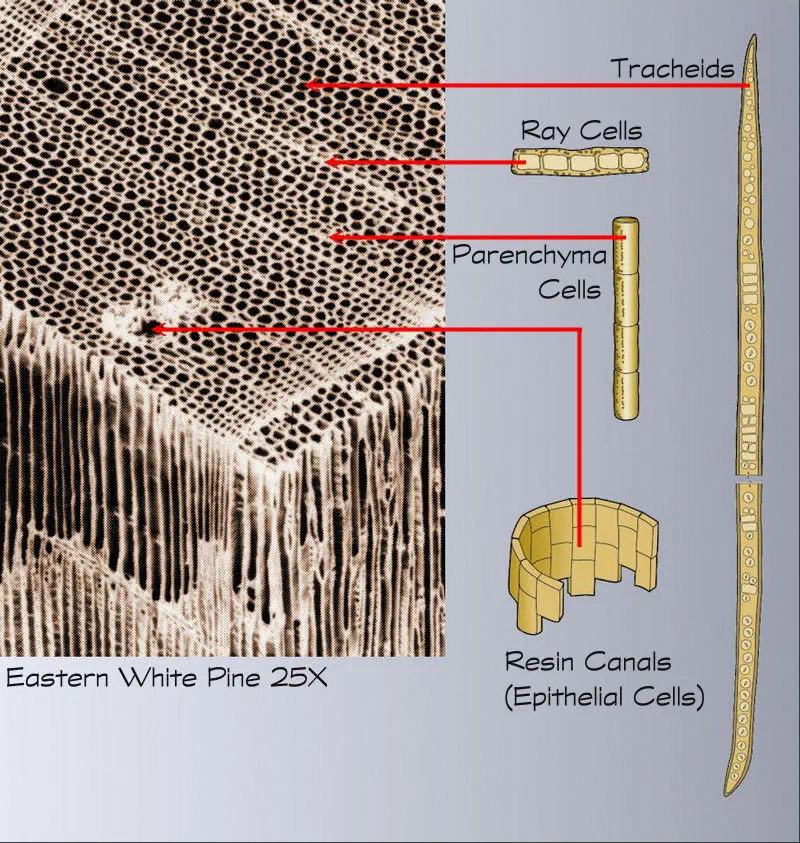 softwood Cell structure terminology