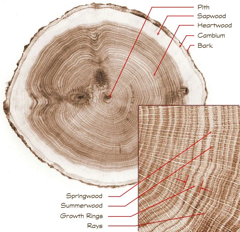 Slice of wood highlighting growth rings, heartwood, and sapwood with terminology labels